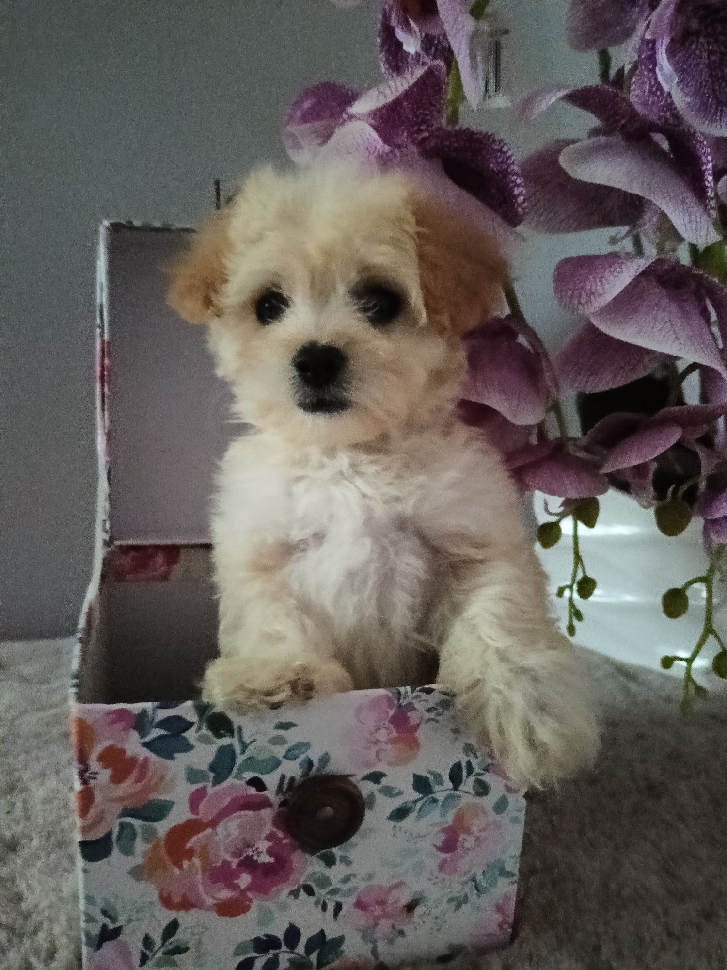 Śliczna sunia maltipoo