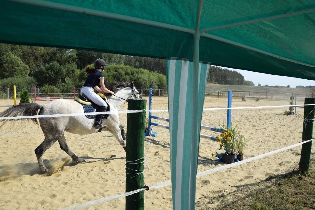 Malowniczy pensjonat wolnowybiegowy dla koni