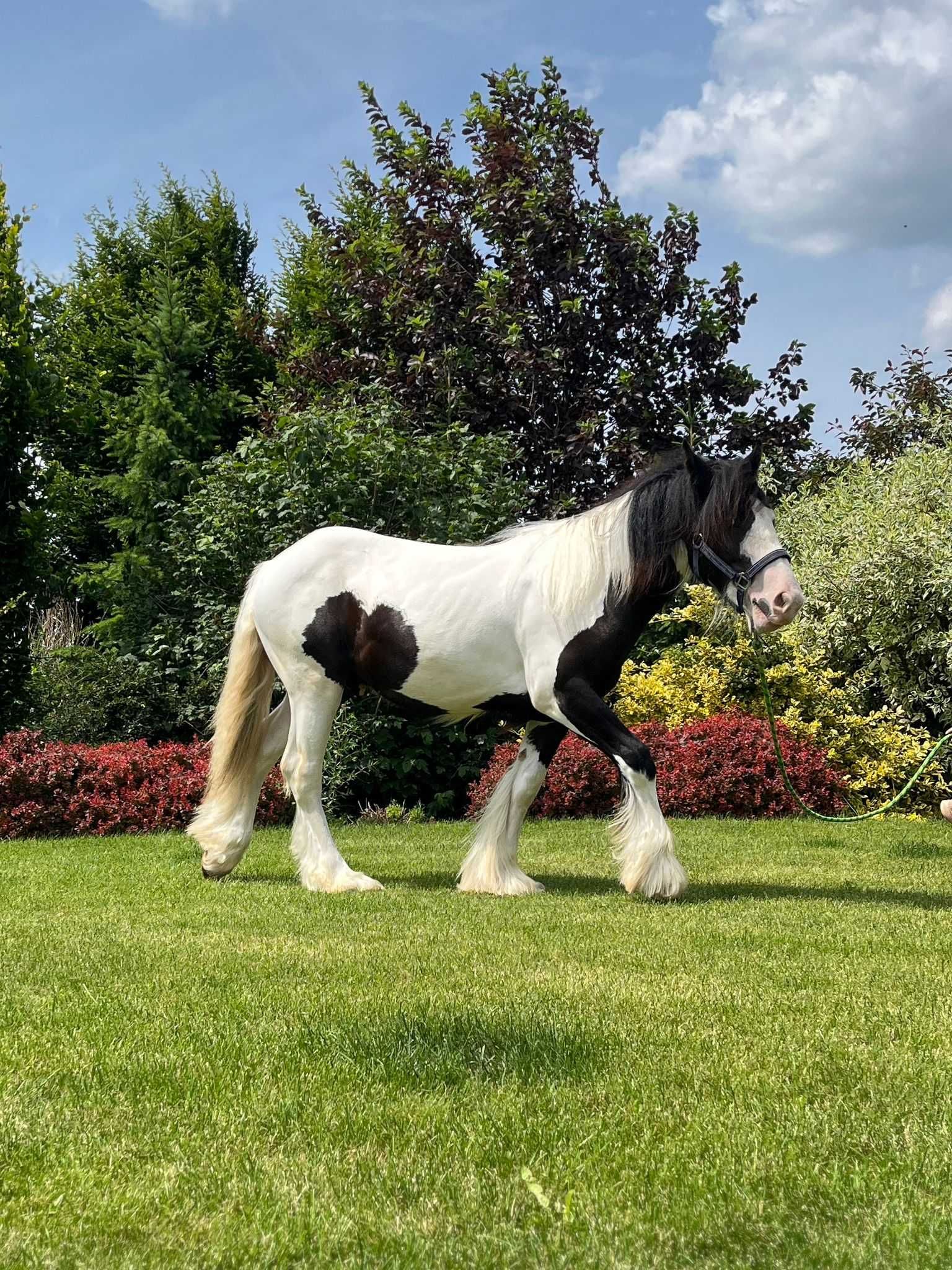 irish cob tinker gypsy cob koń wałach źrebak