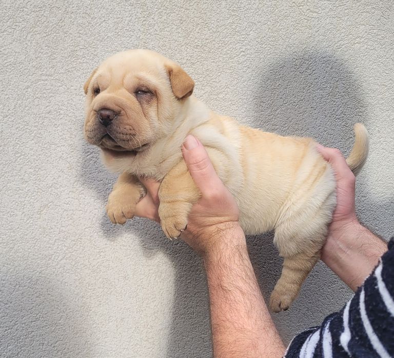 Sharpei femea bebé