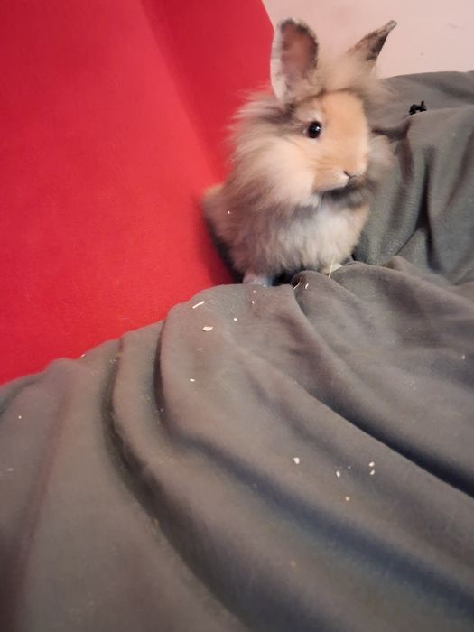 Królik miniaturka samiczka