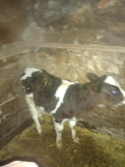 Продам 2 - х месячную тёлочку.В Каменной Яруге.