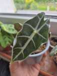 Alocasia amazonica 'Polly' alokazja