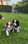Pieski border collie, gotowe do nowego domu