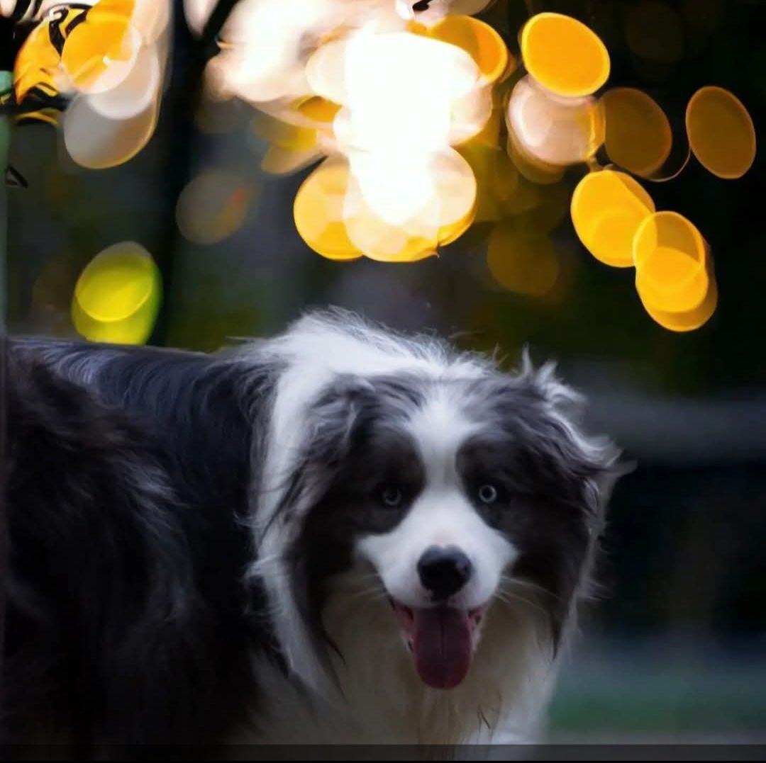 Border Collie FCI Blue Merle piesek GOTOWY DO ODBIORU