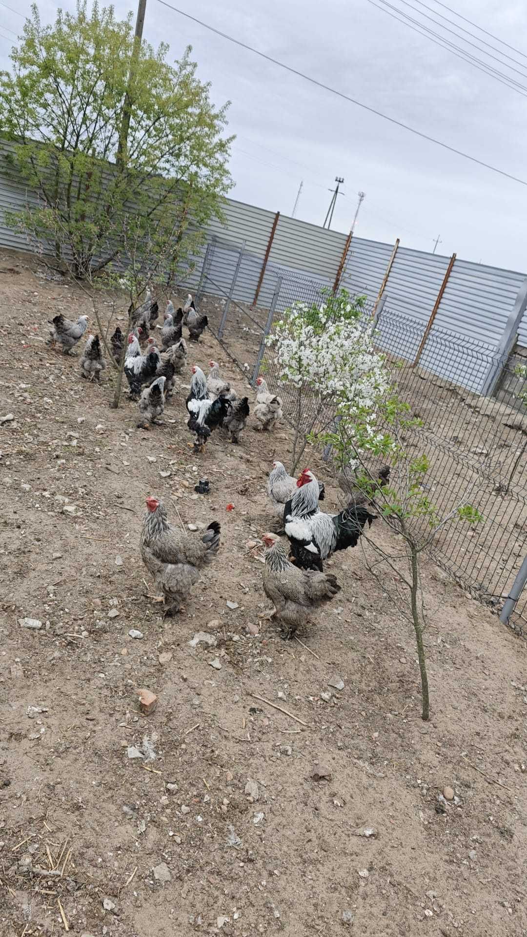 Jaja lęgowe Brahma Olbrzymia Srebrna, Lemon i Kuropatwiana