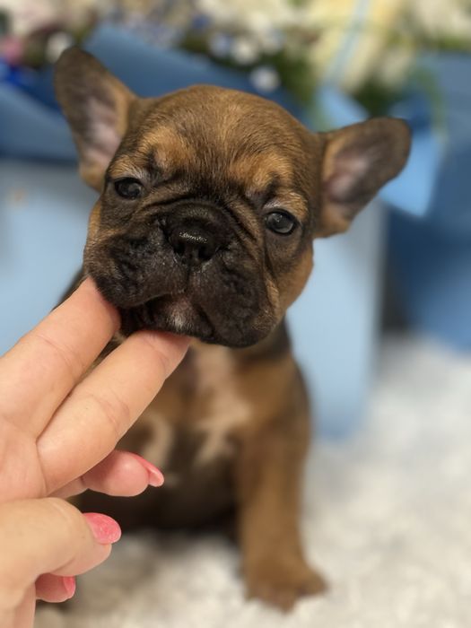 Французский бульдог! Висока якість! Доставка