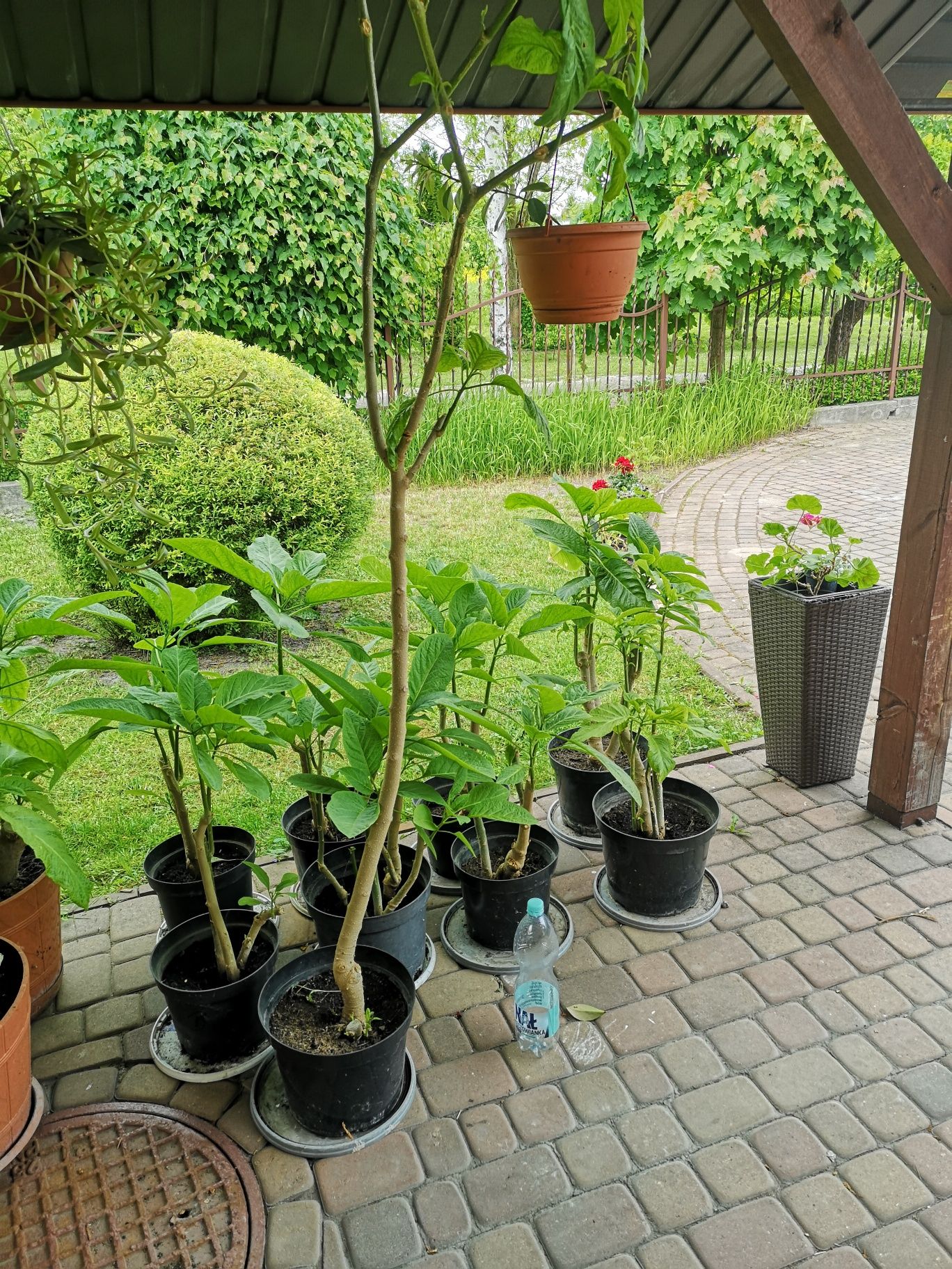 Datura brugmansia anielskie trąby  biała dwuletnia okazja