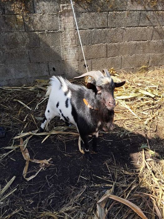 Cabrito anão adulto preto e branco