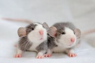 Декоративная дамбоухая умная маленькая крыска-крыса-малышы.