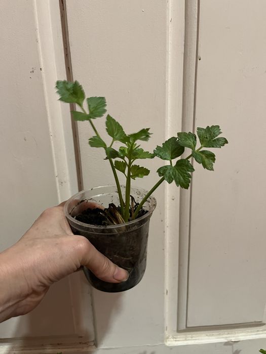 Растение Сельдерей (свежая зелень)