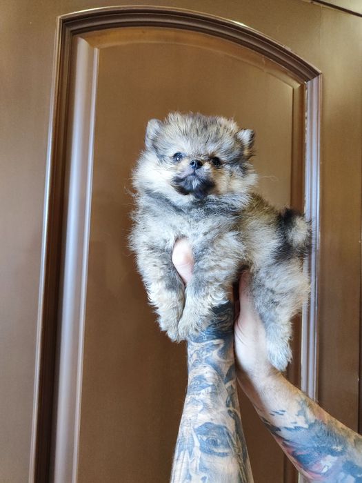 Дівчинка  та хлопчик в наявності! Привезу