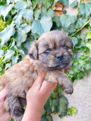 Szcxeniaki po shih tzu