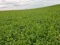 Bele Sianokiszonka owinięte bele#Trawy2025#Koniczyna#Fendt#Lely transp