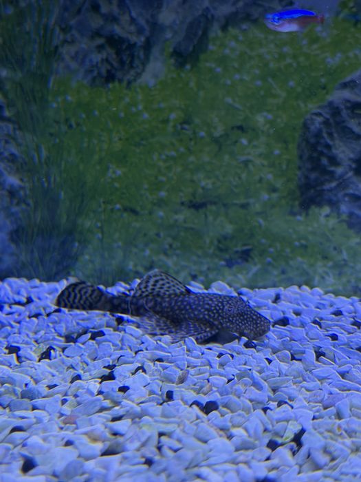 Pleco Ancistrus Femea