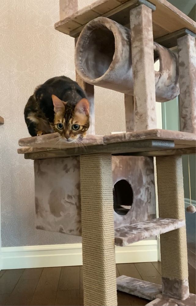 Продам домик для кота, кошки. Качественные кошачьи домики