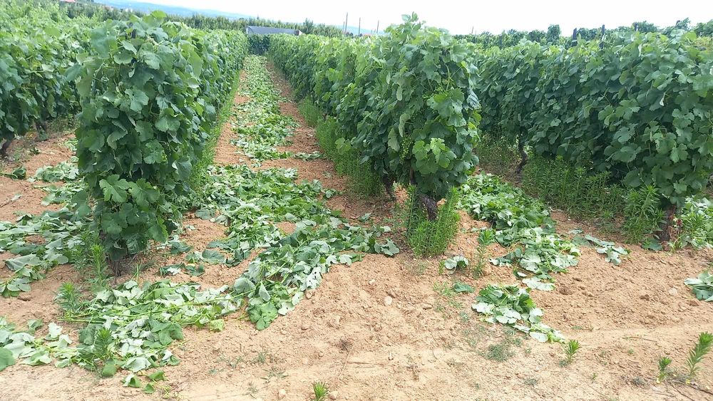 vinha com quase meio hectare