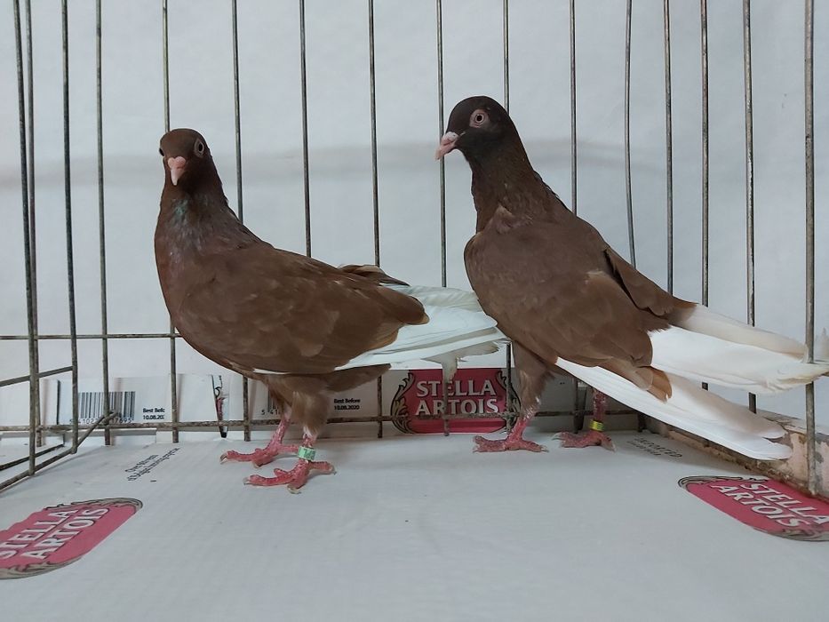 Gołębie Wyszfance Kończate