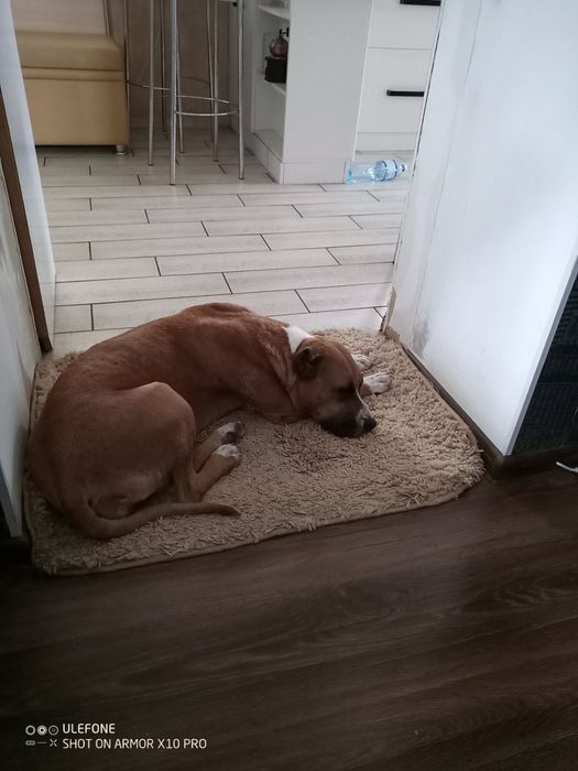 Цуценята амстаффа