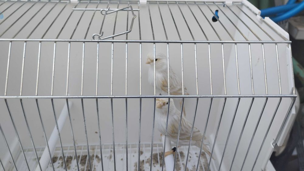 Canários satine amarelo mosaico