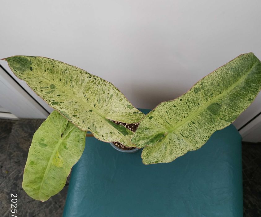 Філодендрон    Paraiso Verde