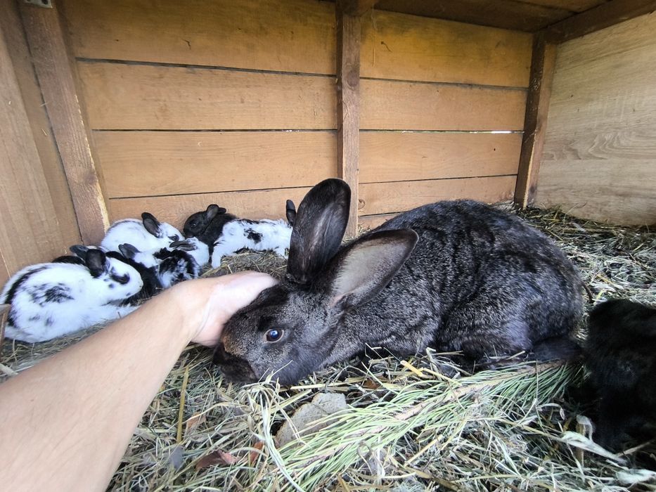 Sprzedam króliki z własnej hodowli