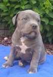 American staffordshire terrier Amstaff
