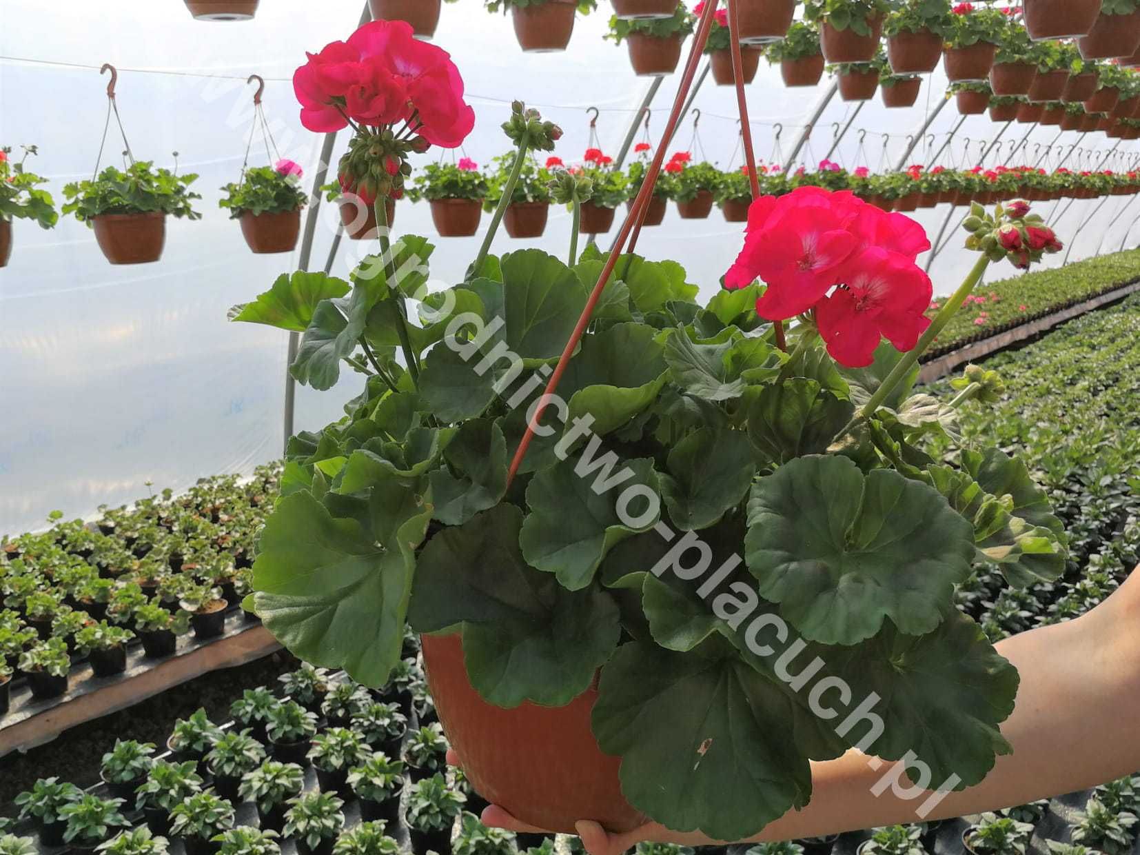 Najpiękniejsze KOSZE KWIATOWE pelargonia begonia surfinia fasola mix