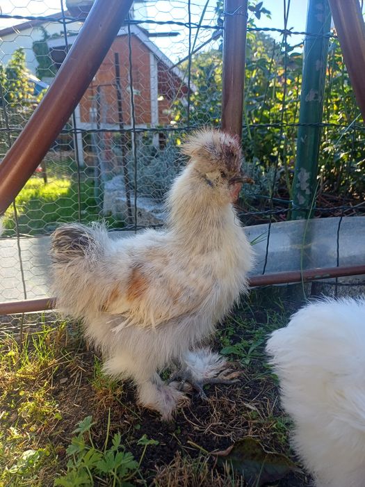 Koguciki silki jedwabiste