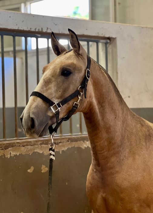 Poldro PSL de 1 ano linhas Dressage internacional