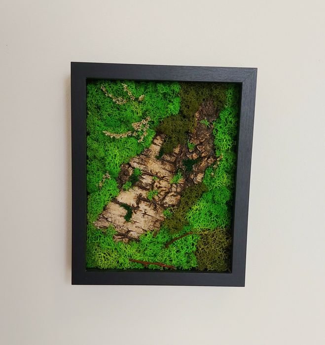 obrazy z mchu stabilizowanego mech chrobotek mech poduszkowy płaski