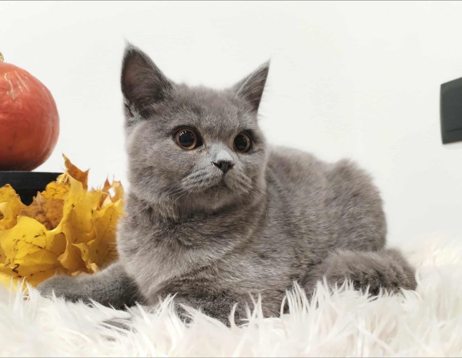 Kocięta Brytyjskie z rodowodem