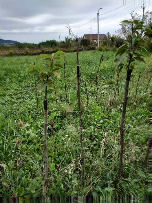 Сакура звичайна…..