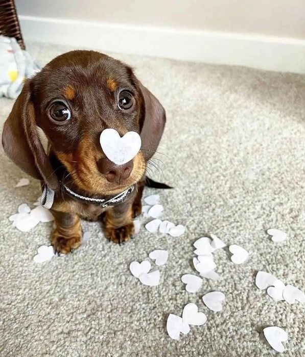 Шоколадні таксята хлопчики