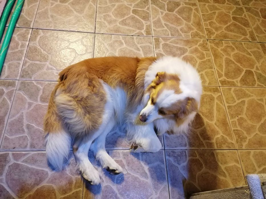 Border Collie [M] Acasalamento/Namorada