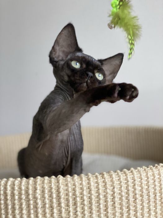 Morgan Calvados*PL   Devon Rex chłopiec  grupa B