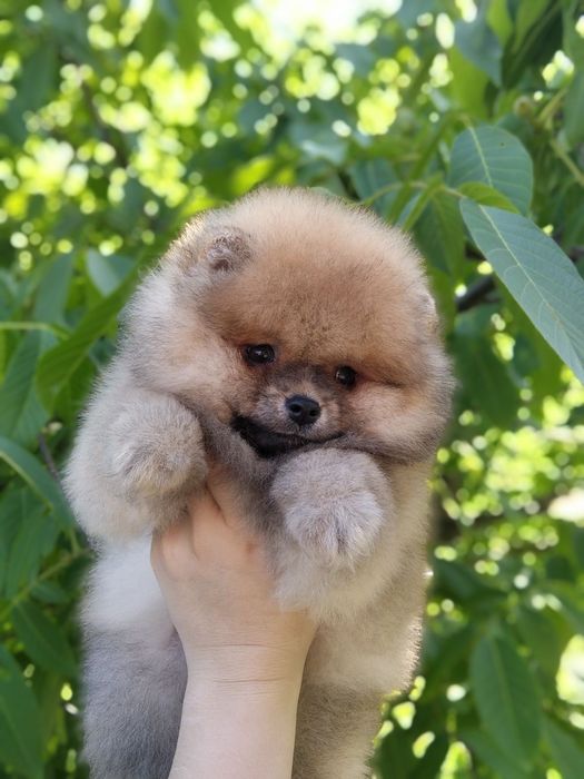 Хлопчик шпіц мішка