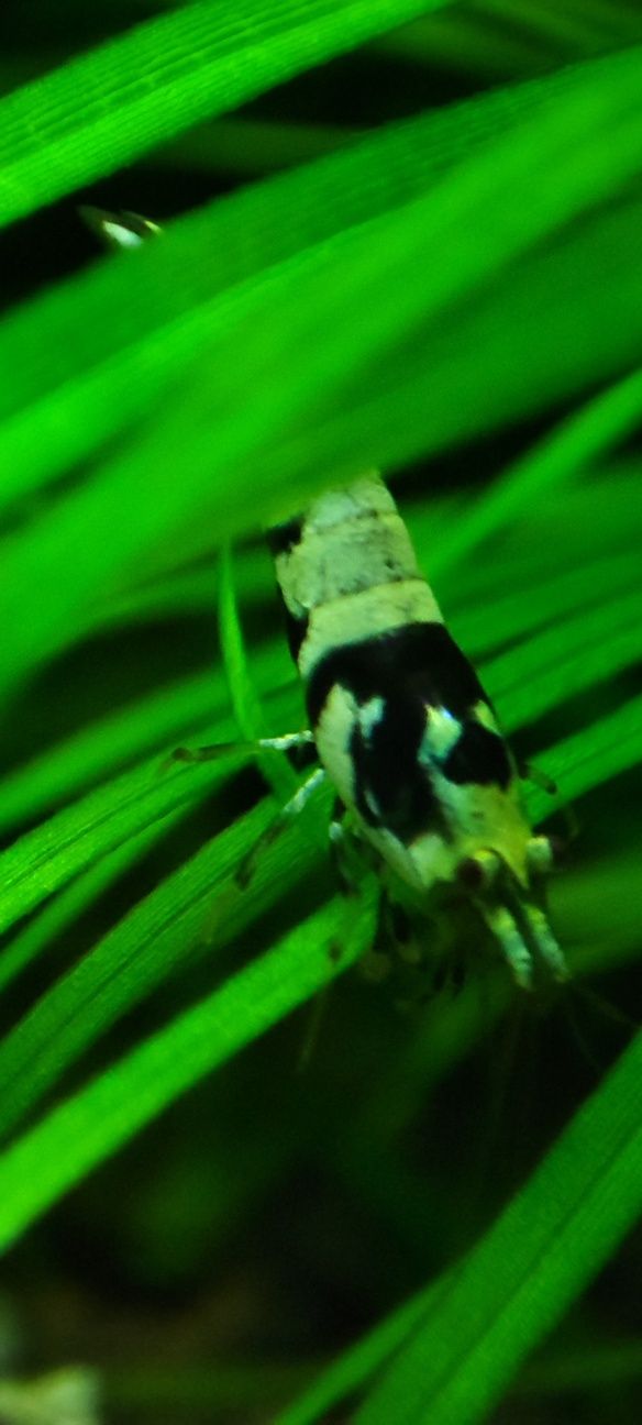 Krewetki Caridina Black Fancy Tiger