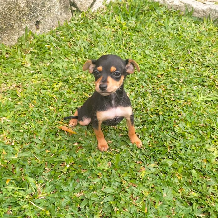 Pinscher fêmea última