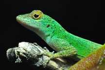 Jaszczurki - Anolis distichus ignigularis