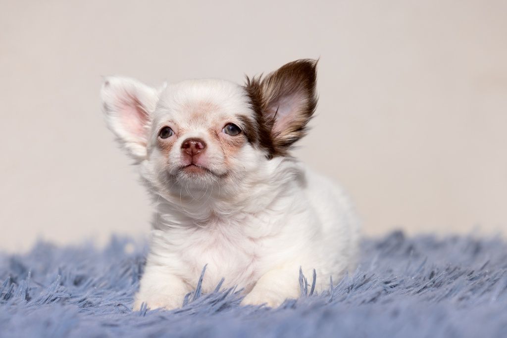 Chihuahua * dziewczynka długowłosa* white&choco gotowa do odbioru