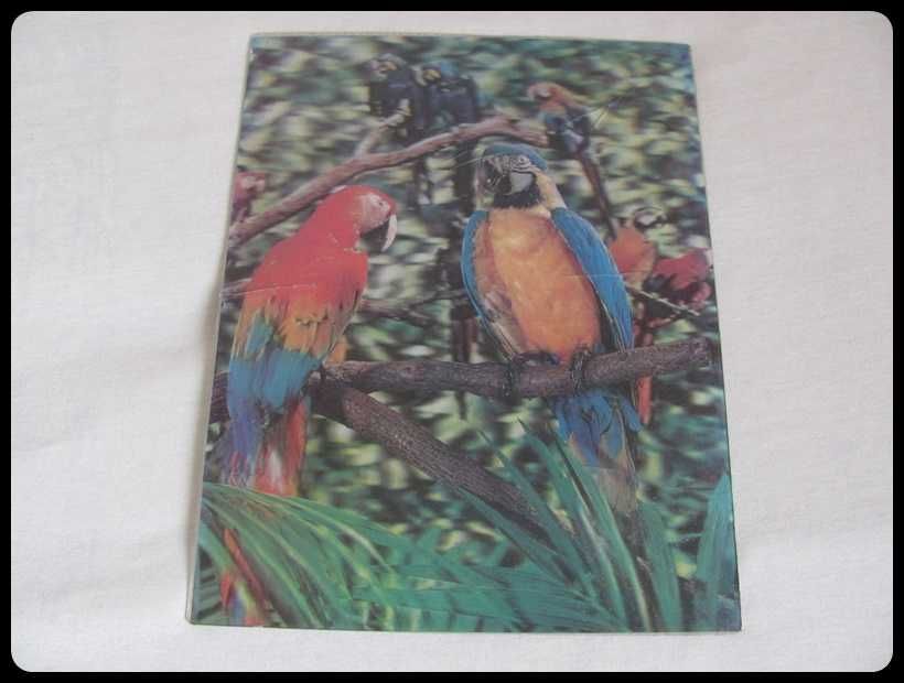 OBRAZ obrazek trójwymiarowy papugi 26 x 34 cm