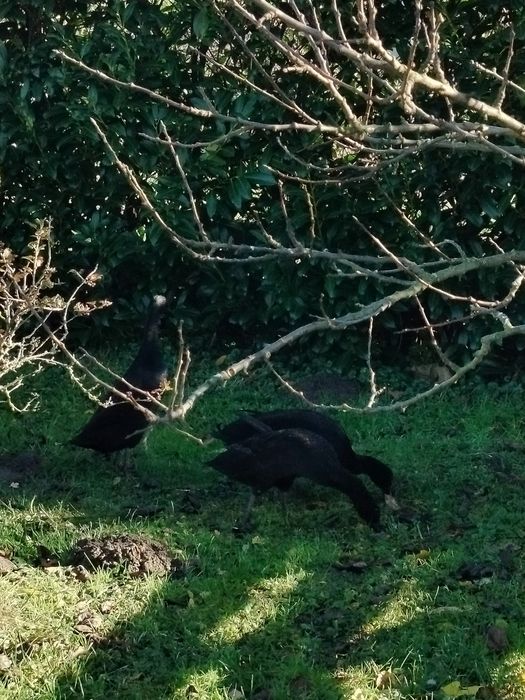 Kaczki biegusy 90 zl