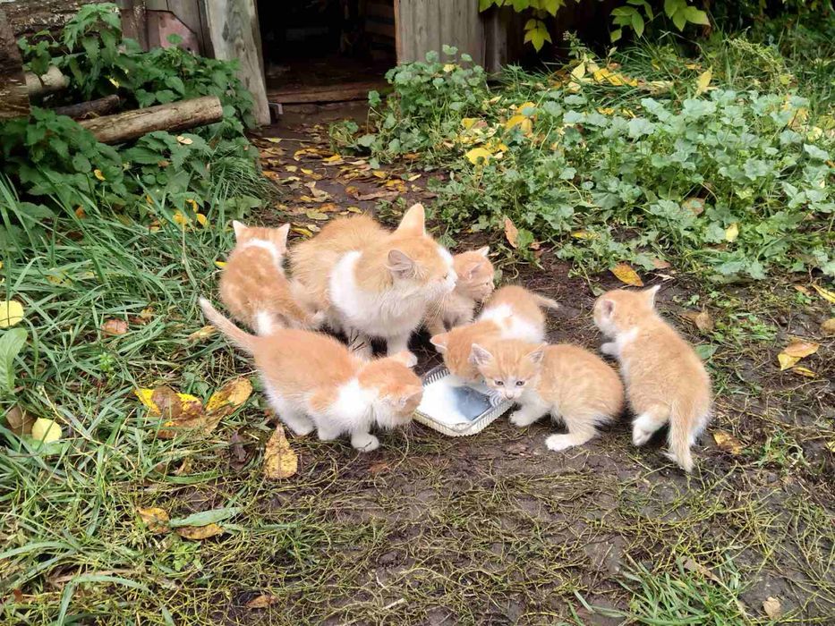 Кошенята на вдачу безкоштовно