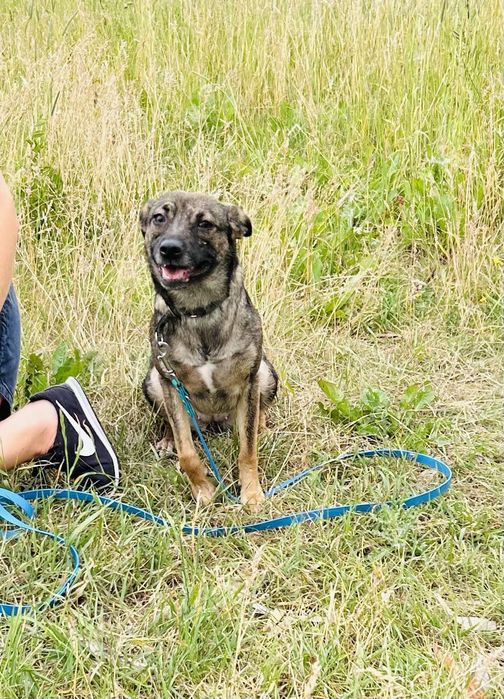 Zuzia szuka swojego Człowieka