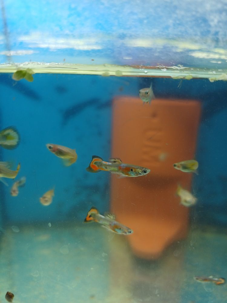 Vendo peixes guppys