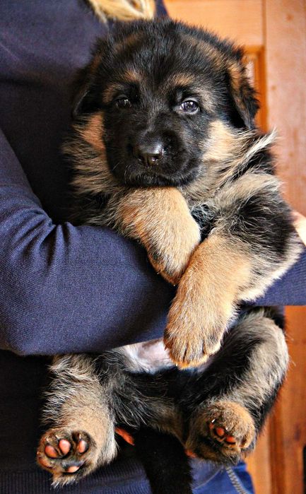 Німецька Вівчарка -  сука, від провірених та тестованих батьків! КСУ