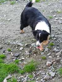 Border collie suczka