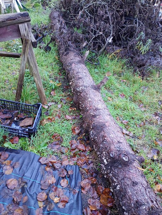 Gałęzie, pnie drzewa