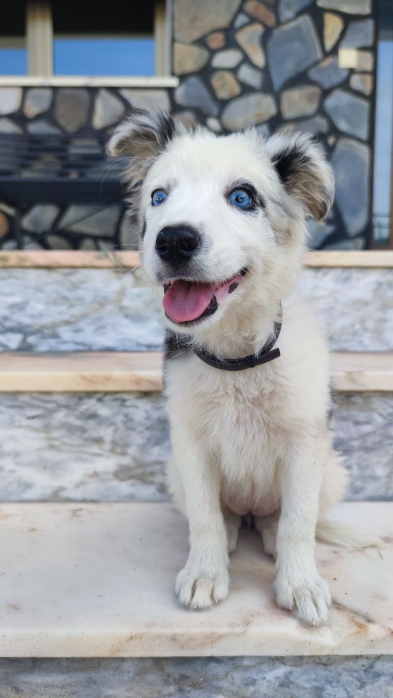 Border Collie Blue Merle fêmea (olhos azuis)